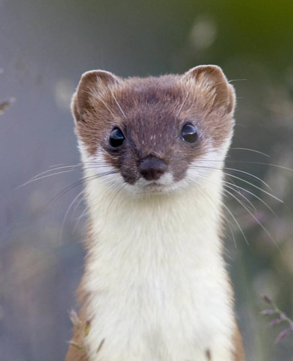 Animal de l annee 2018 l hermine Pro Natura