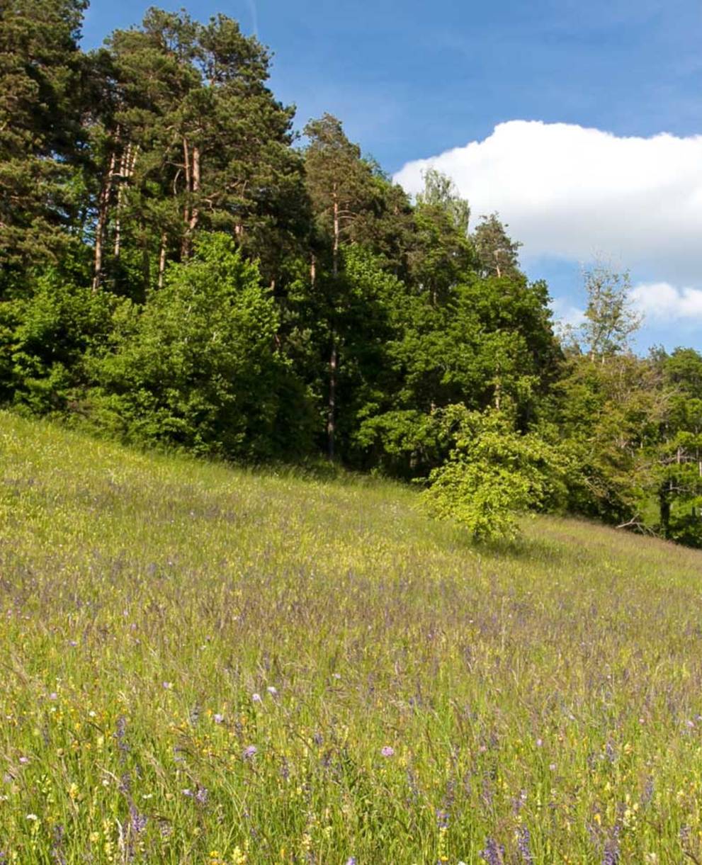 Immenberg Südhang