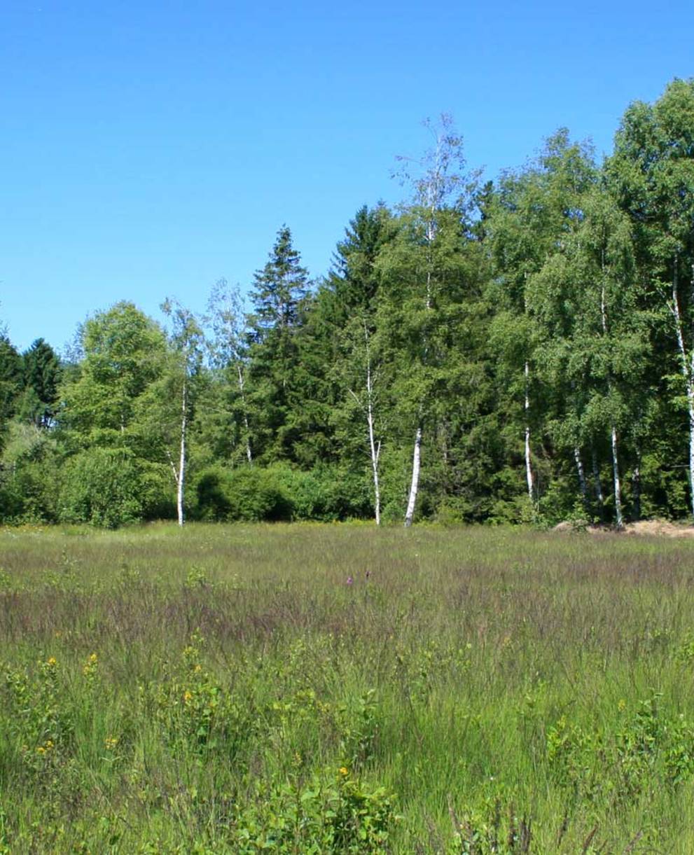 Tourbière des Mosses de la Rogivue