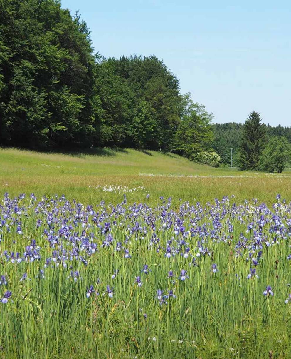 Les drumlins de Wetzikon