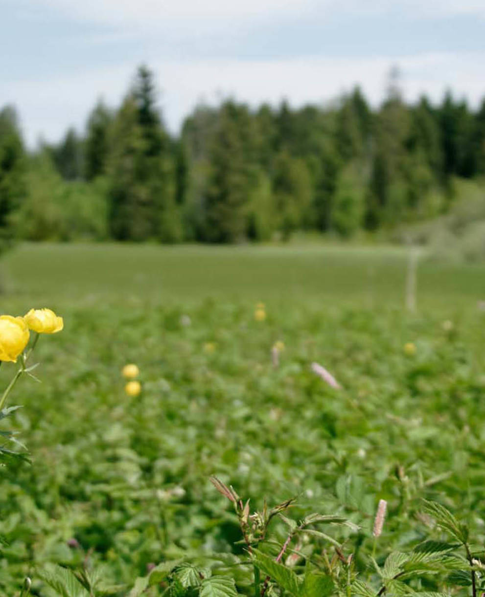 Tagesexkursion, Weiden, Wald, Kulturgeschichte, Berner Jura
