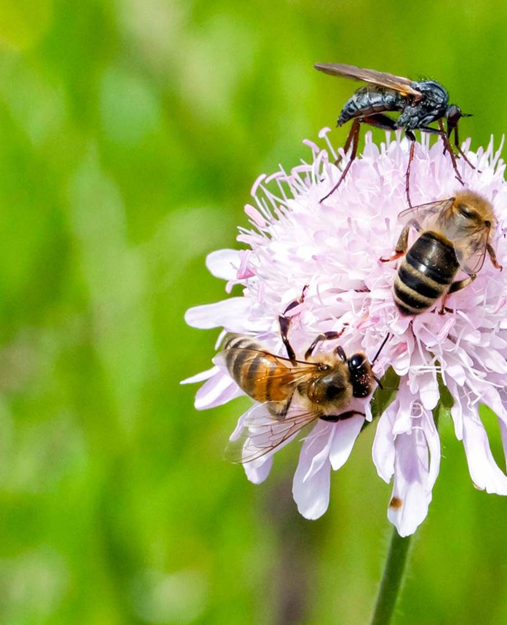 Bienen und Fliegen auf Wildblume