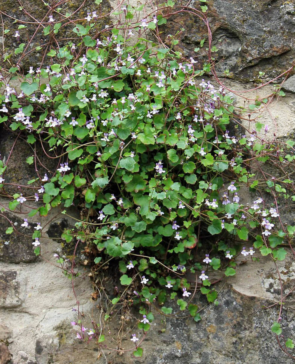 Tagesexkursion Pro Natura aktiv, Natur in der Stadt