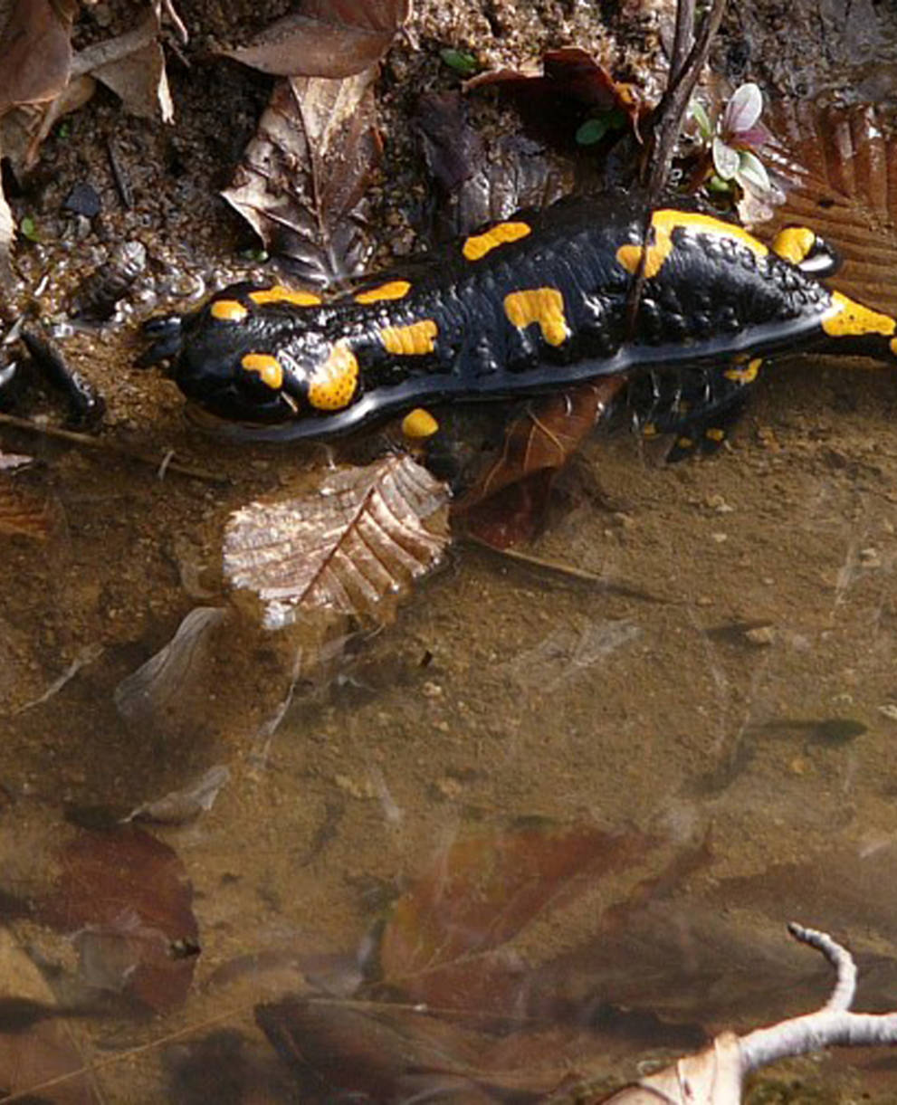 une salamandre tachetée  (photo: Saxifraga / Harry van Oosterhout)