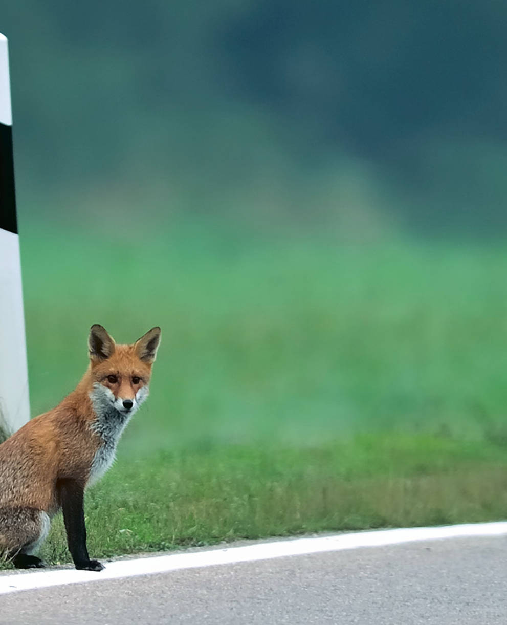 Renard au bord de la route