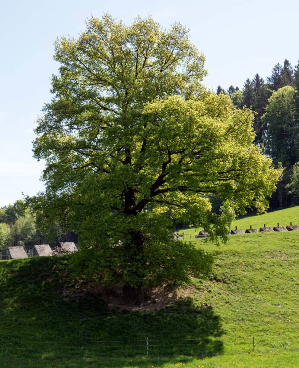 Panzersperre Marfeldingen