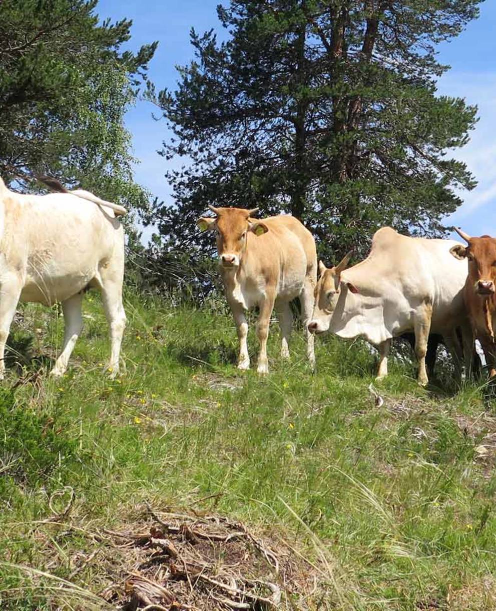 Des zébus nains au pâturage