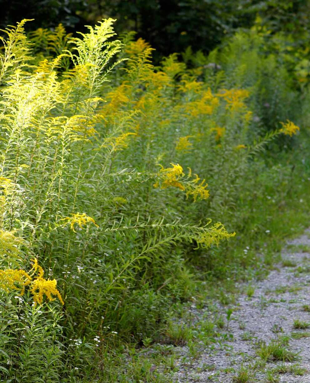 Kanadische Goldrute (Solidago canadensis)