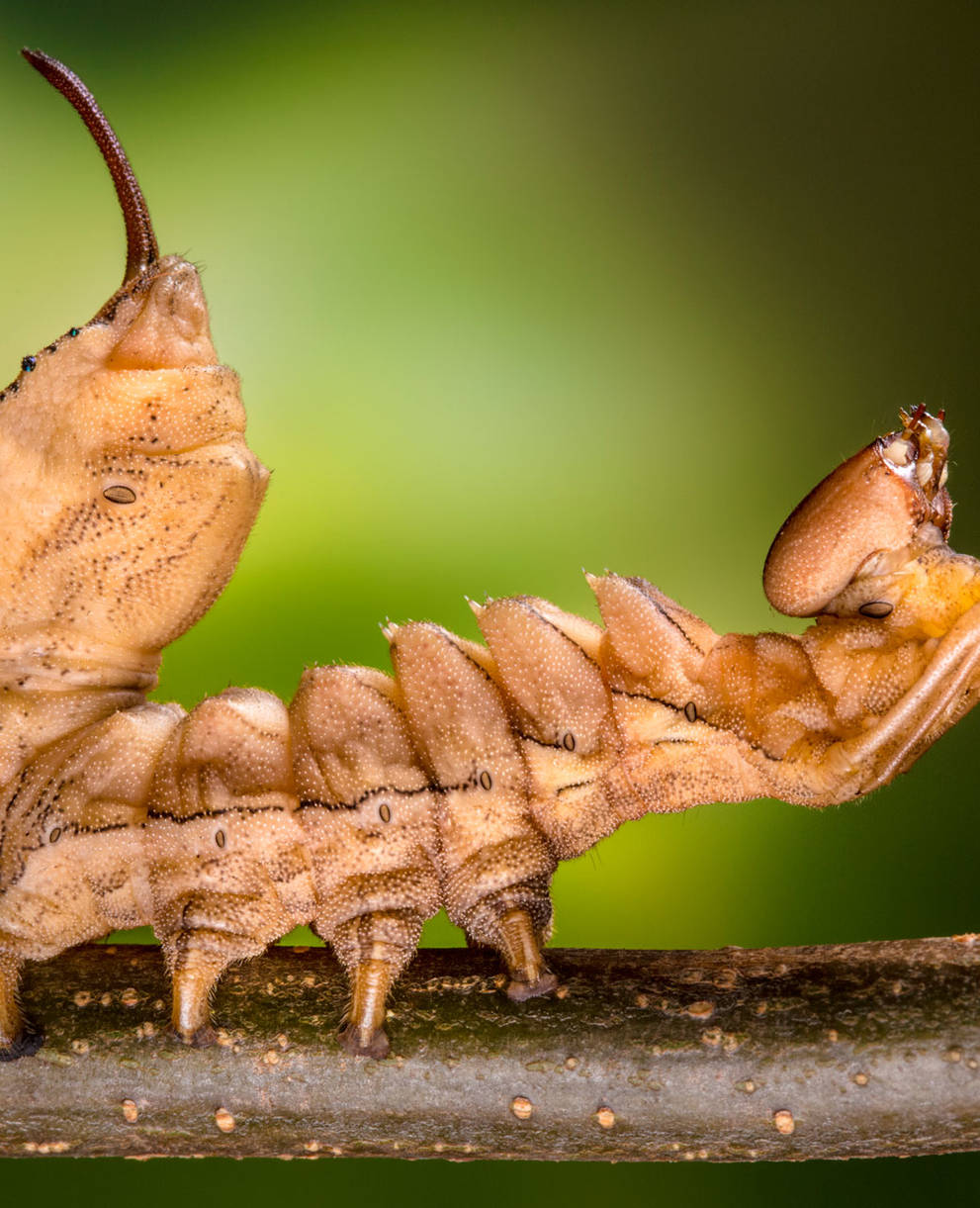 Bizarr: Raupe des Buchen-Zahnspinners  (Bild: naturepl.com / Alex Hyde)