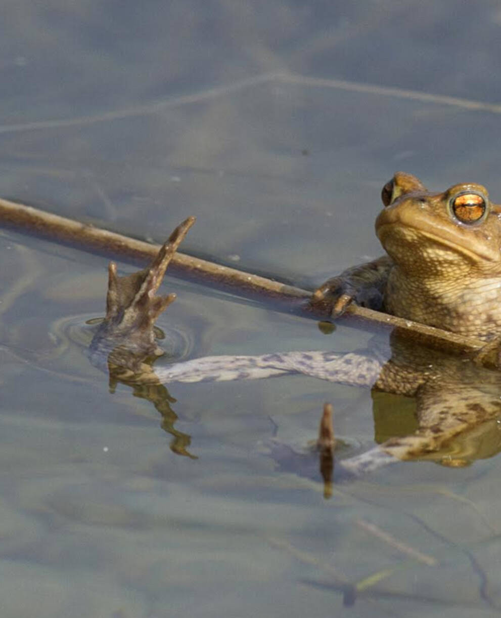 Crapaud commun (Bufo bufo)