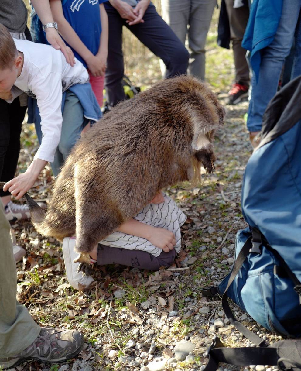 Un arbre abattu par un castor