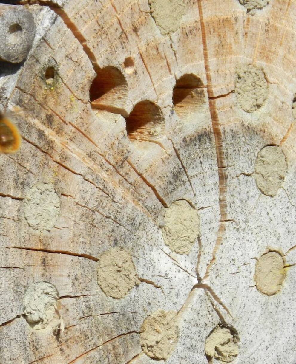 Abeille sauvage devant l'hôtel à insectes