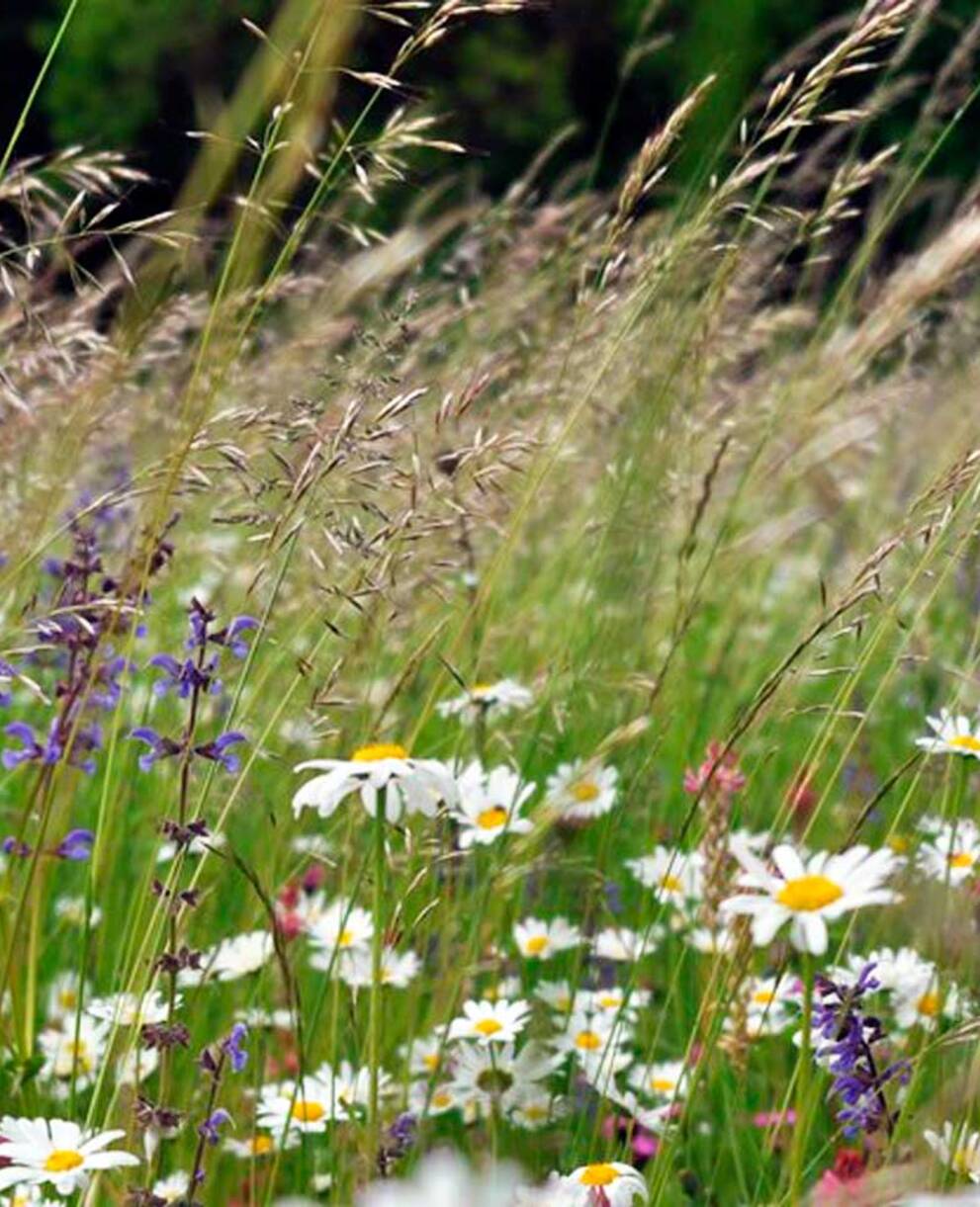 Blumenwiese