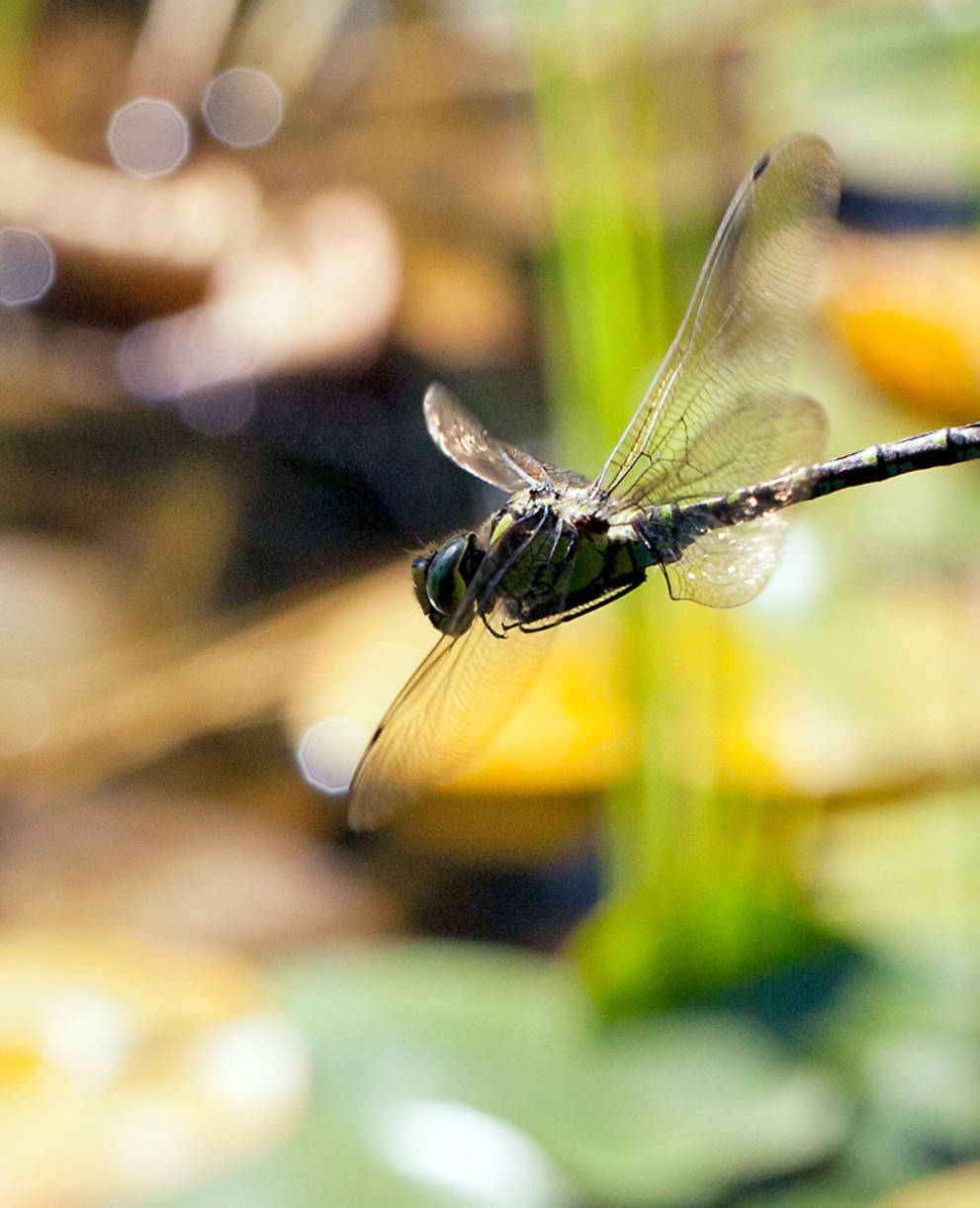 Flying dragonfly