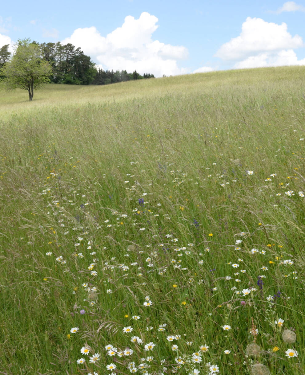 Magerwiese Randen