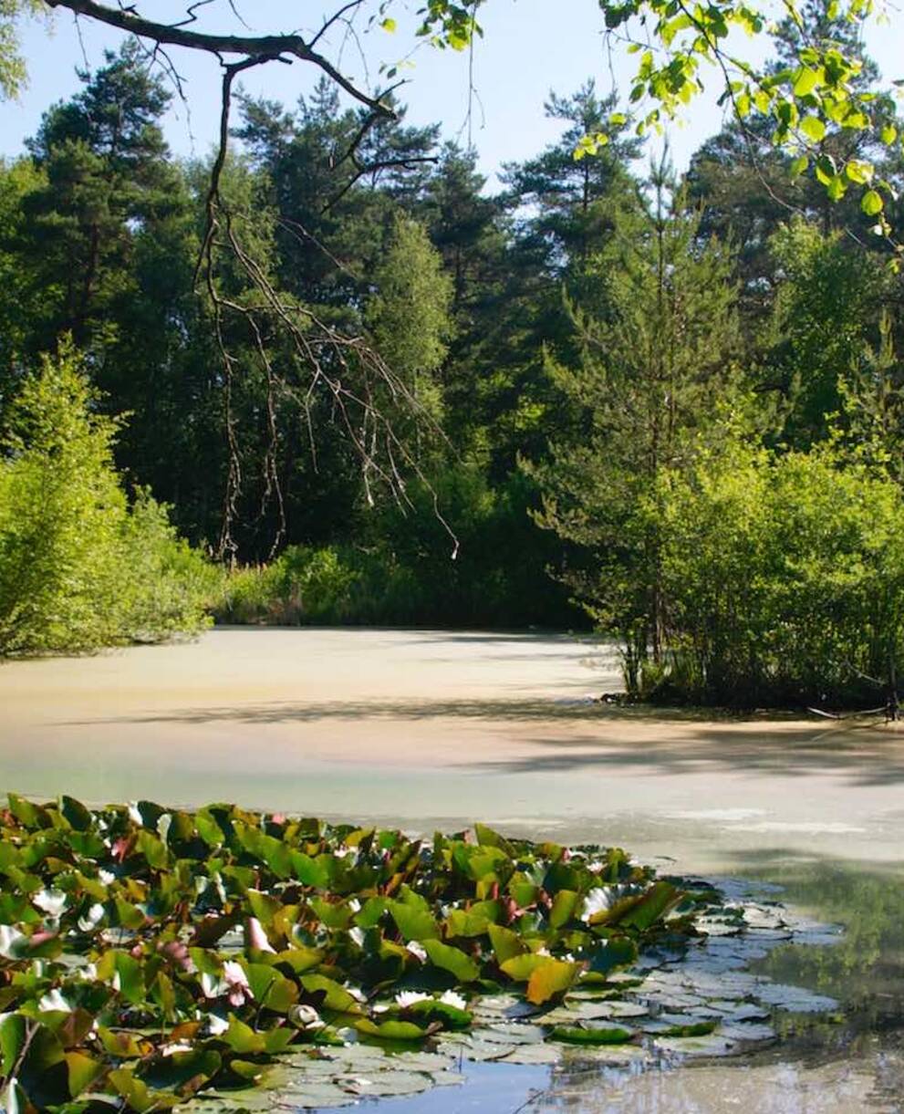 Plan d'eau et végétation des marais de Guin