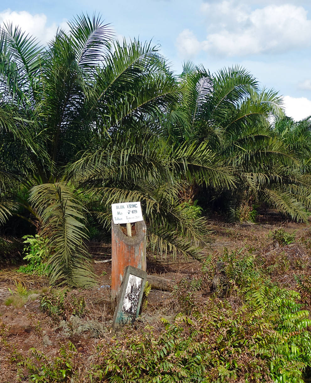 Palmölplantage