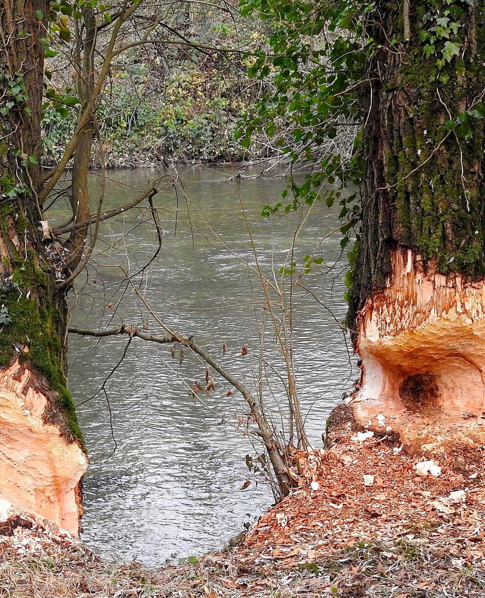 Biberspuren Reinacherheide