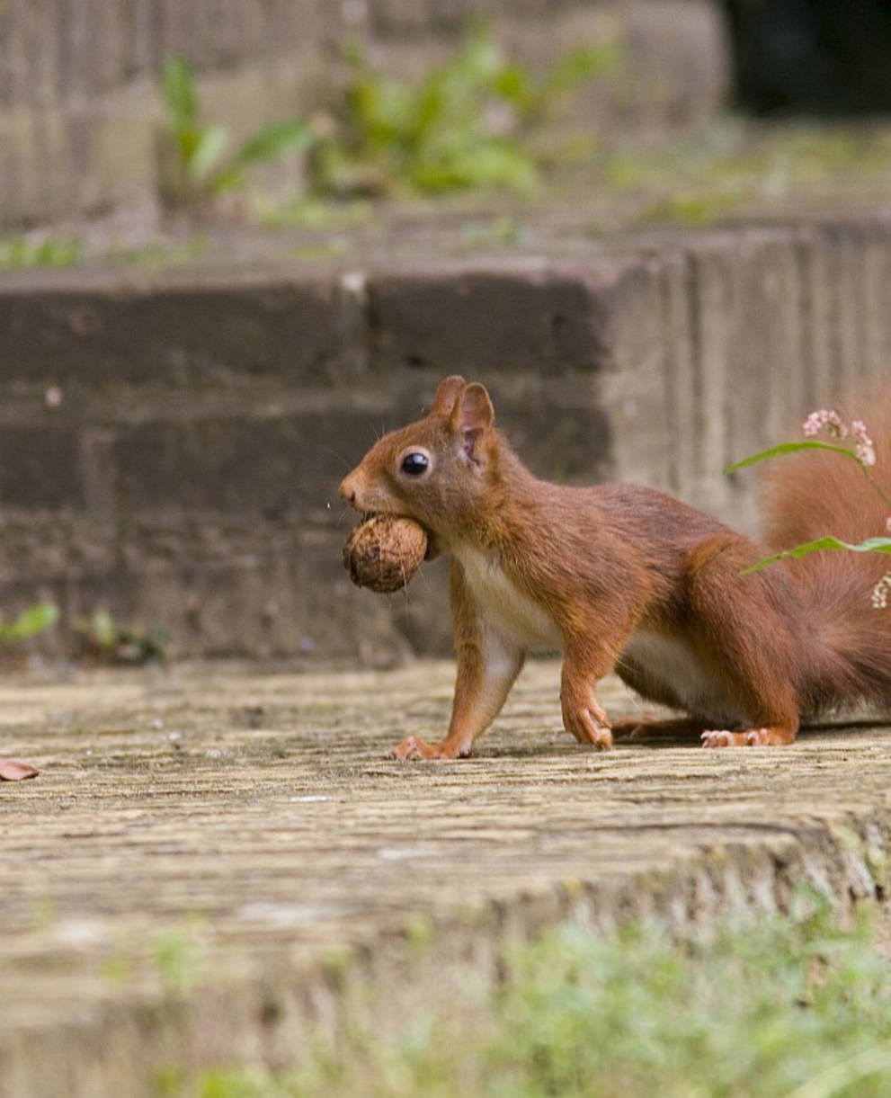 Eichhörnchen mit Nuss