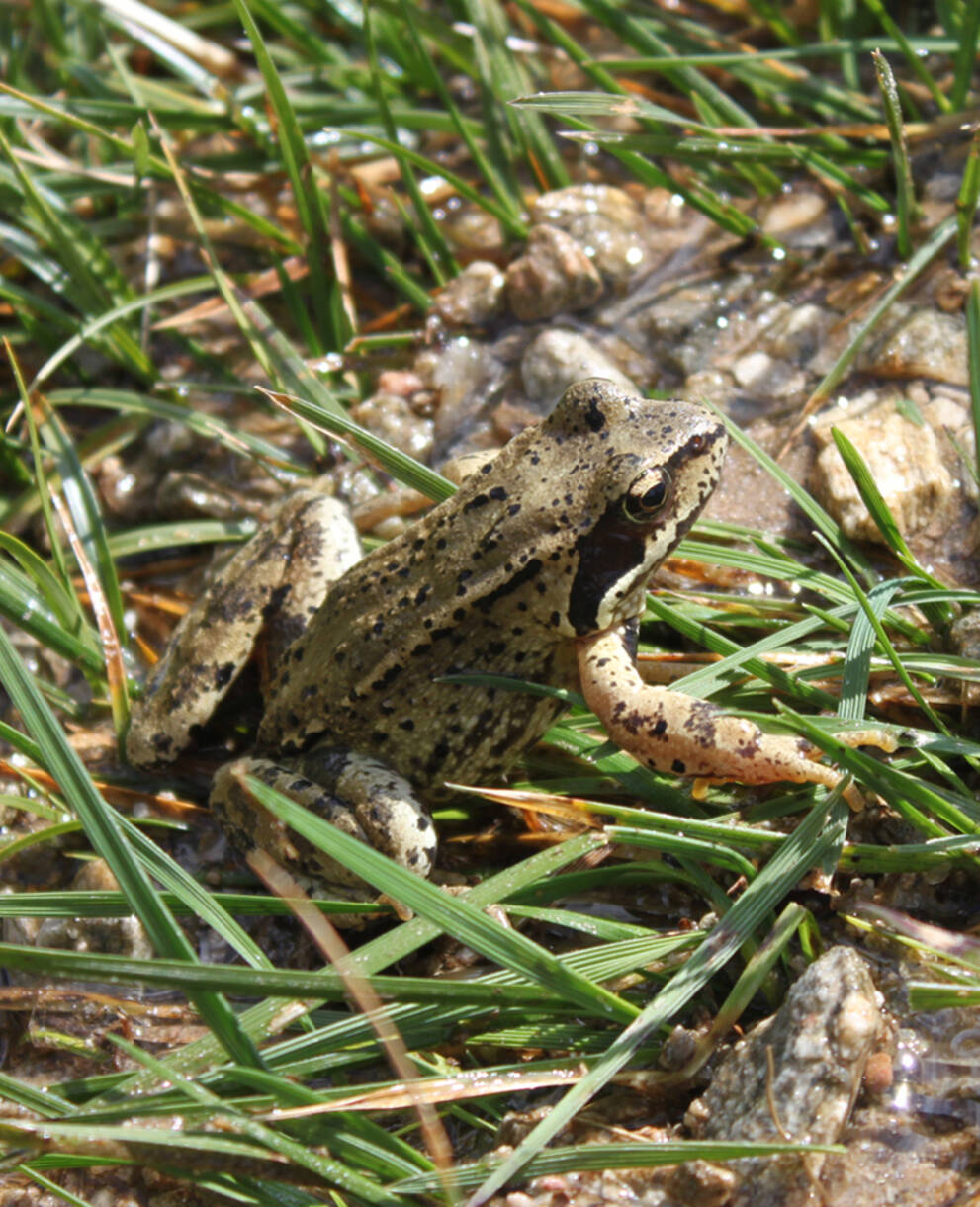 Frosch Feldbach Schutzgebiet