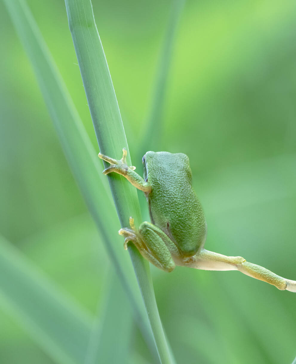 Laubfrosch