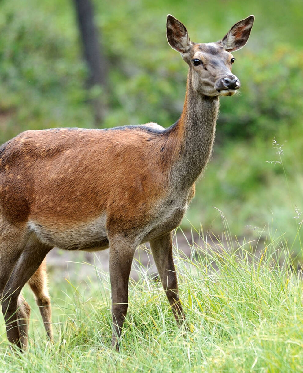 Hirschkuh und Kalb