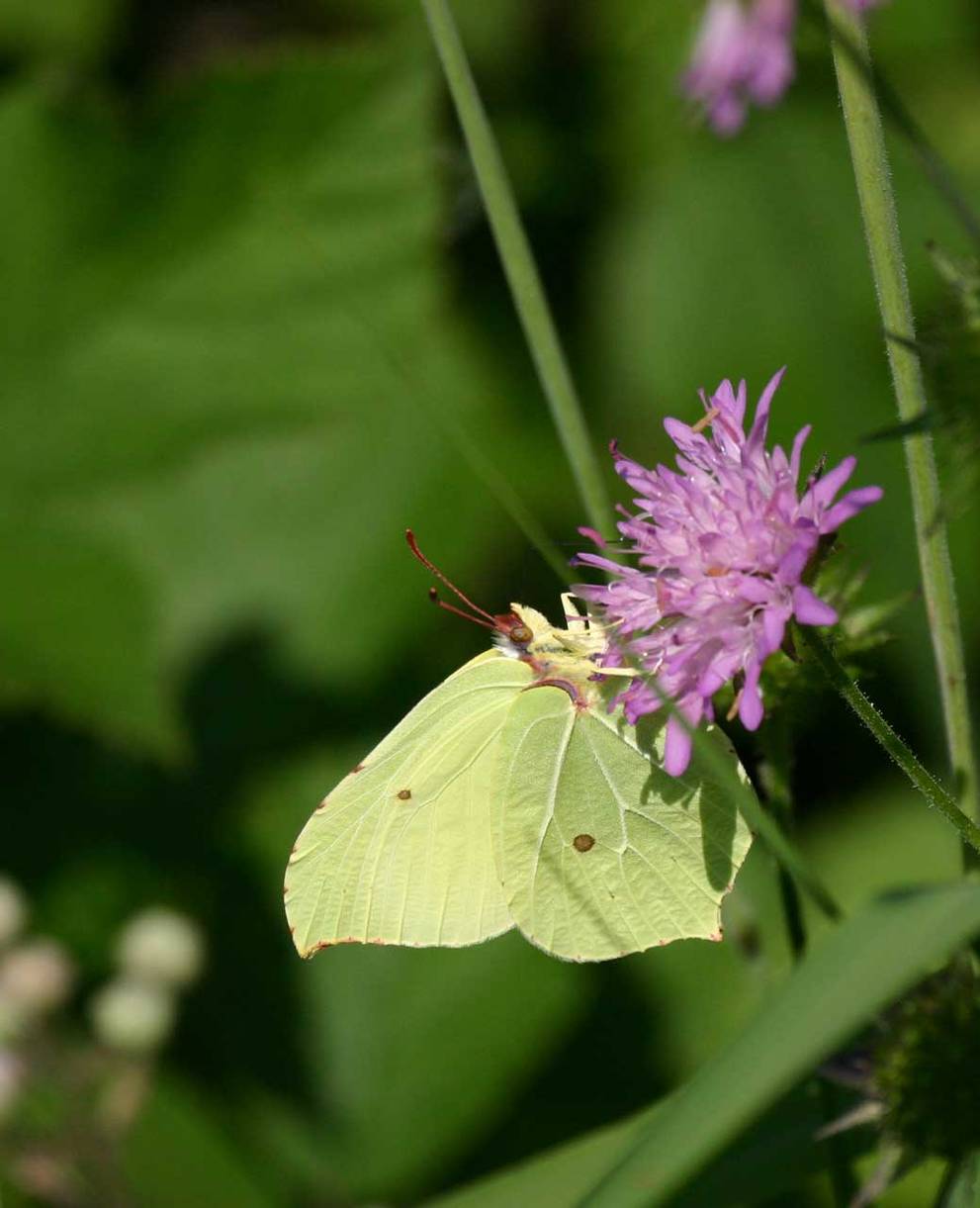 Zitronenfalter im Sommer  (Bild: Pro Natura)