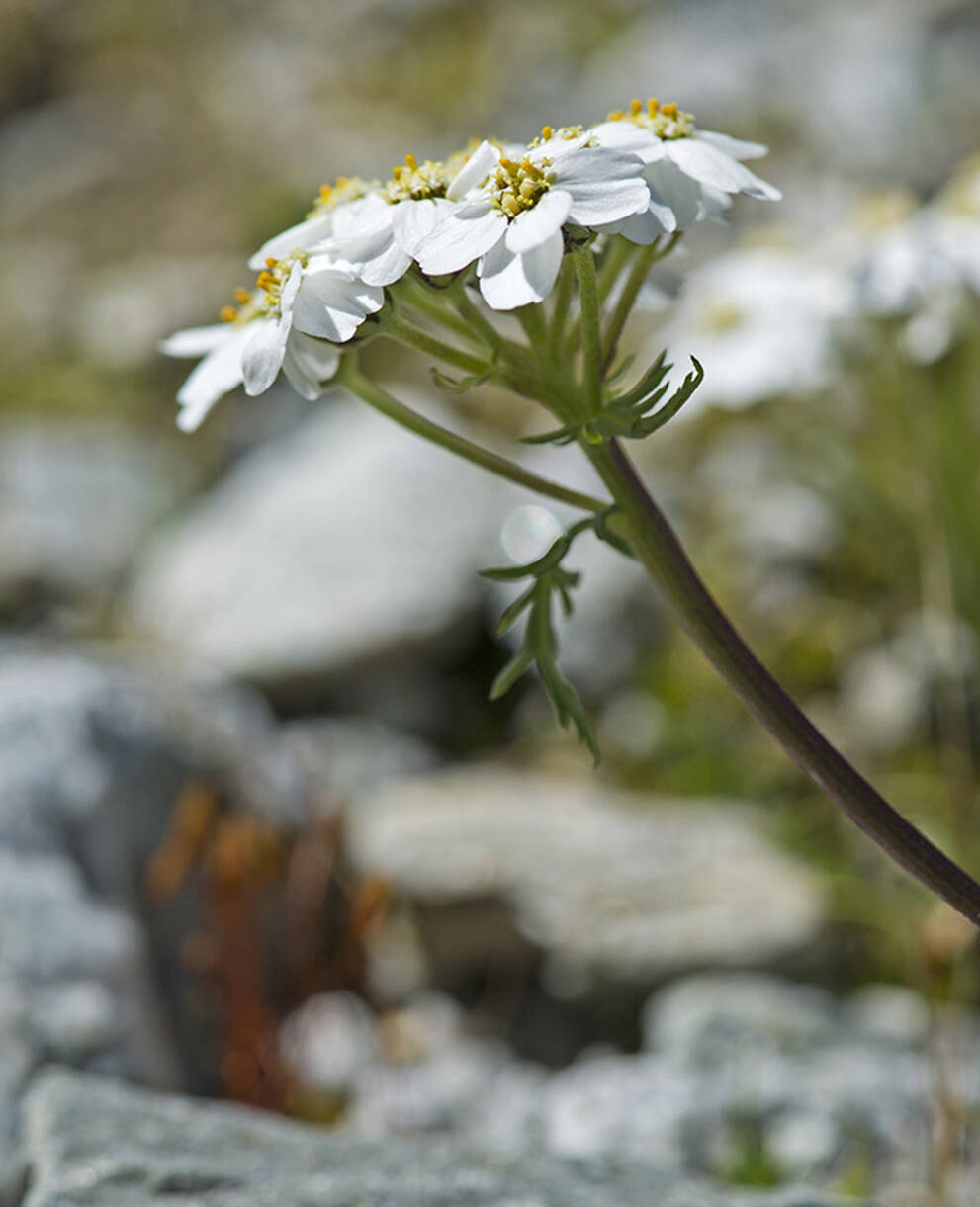 Moschus Schafgarbe im Alpengarten