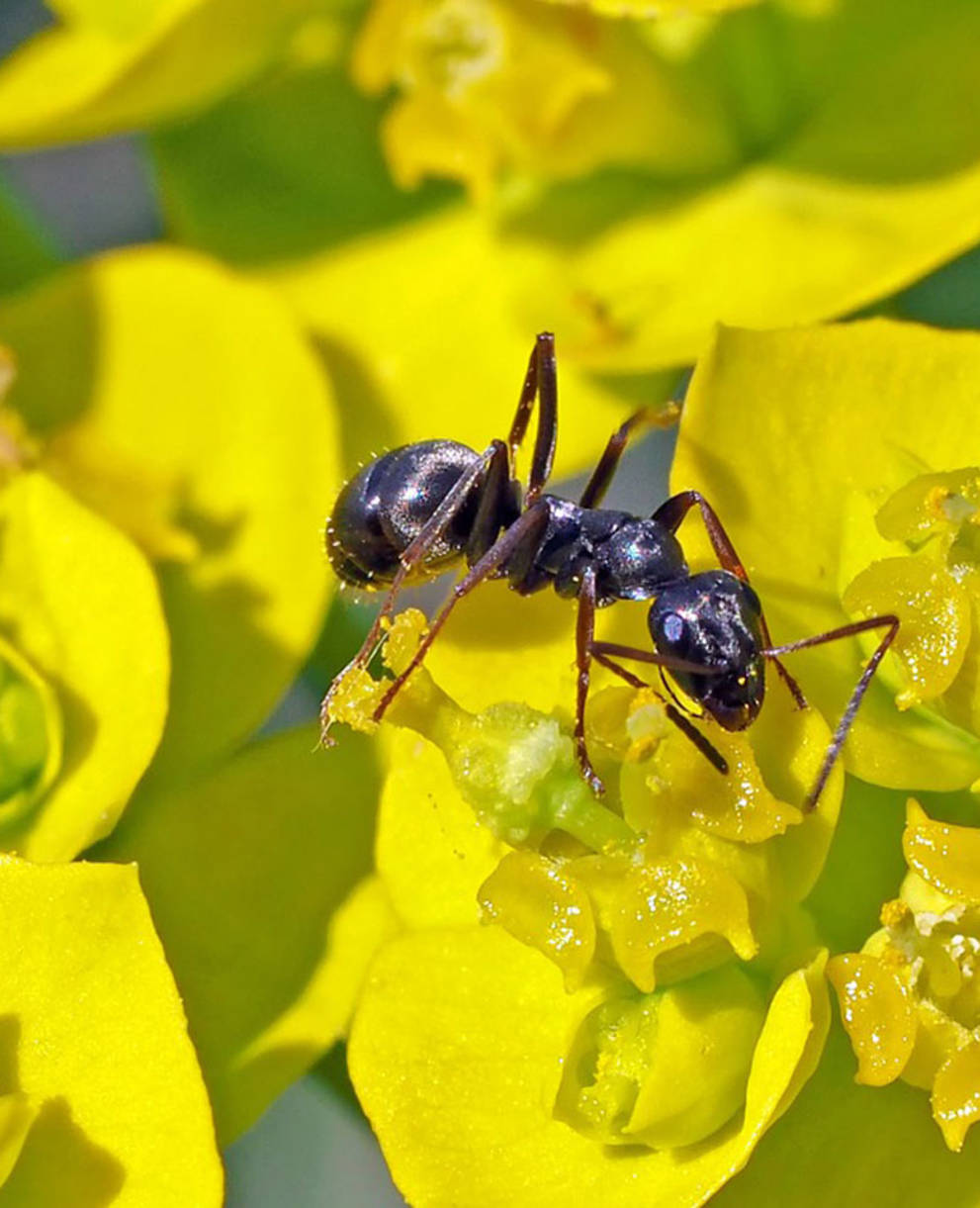 Tagesexkursion, Wolfsmilch in der Wolfschlucht SO