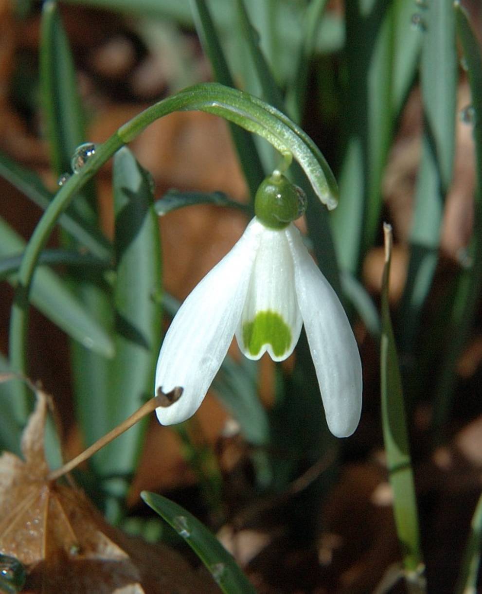 Schneeglöcklein