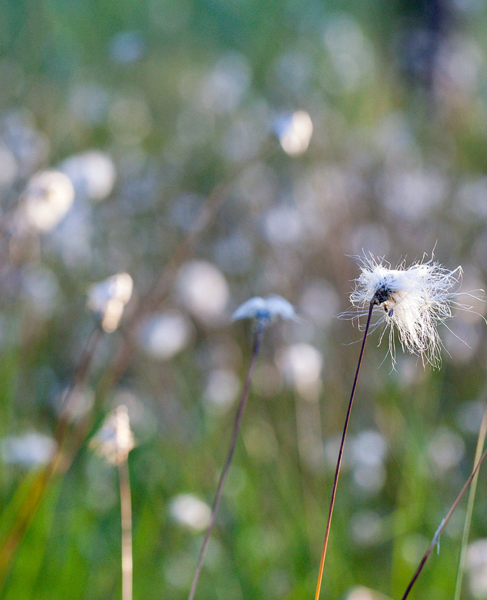 Wohlgras im Moor