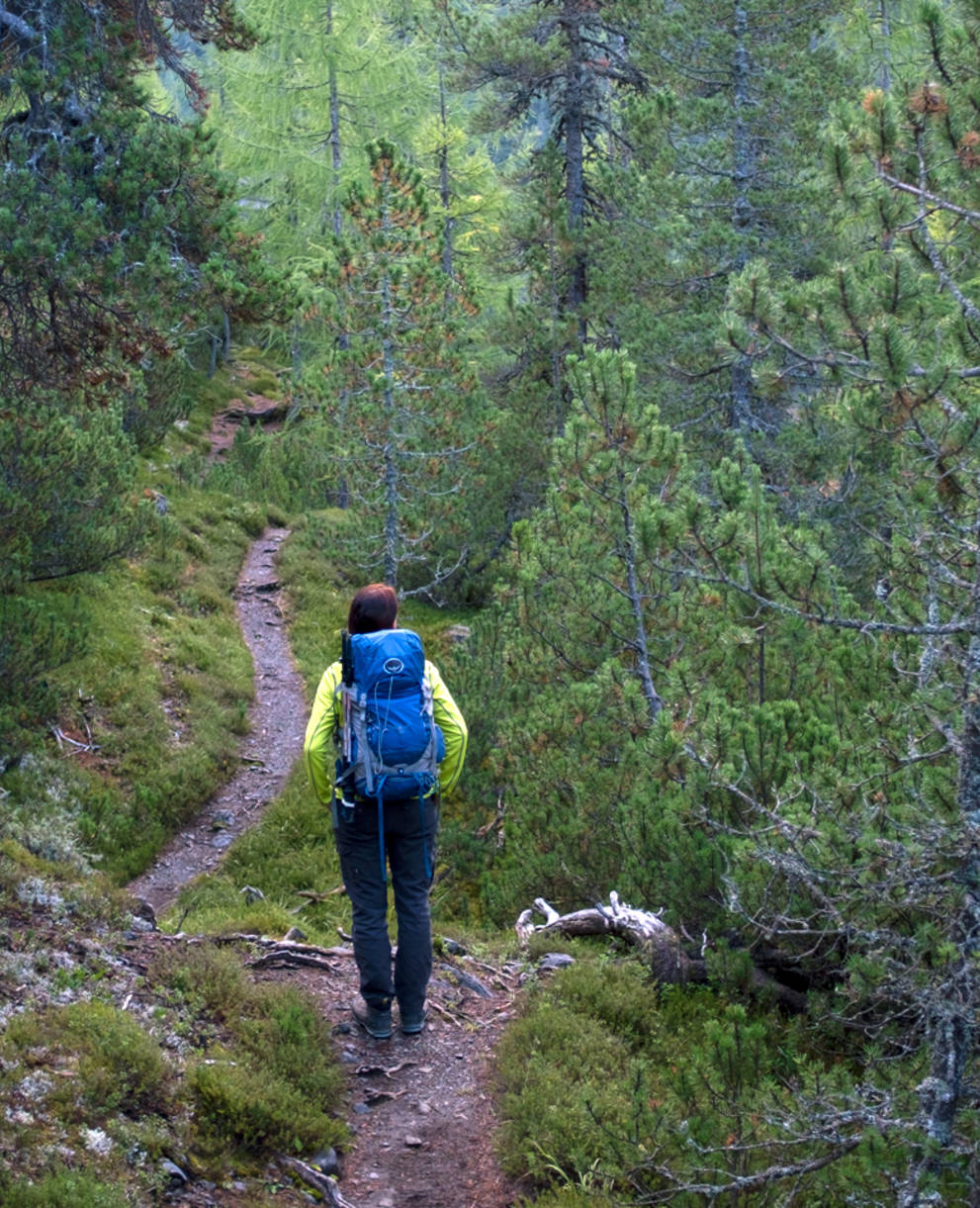 En route dans la forêt