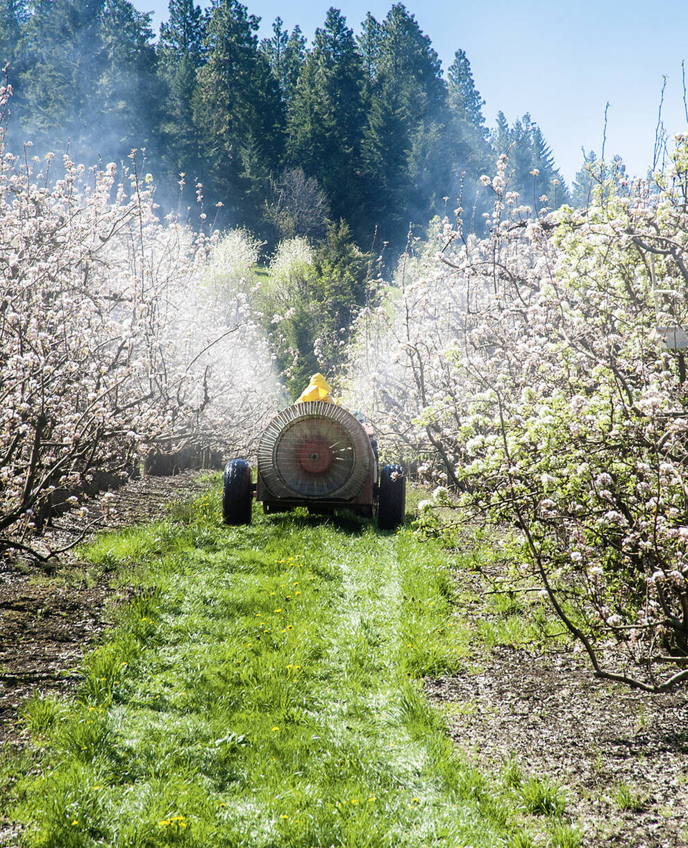 Bauer fährt mit Traktor durch blühendes Feld und verspritzt Pestizide
