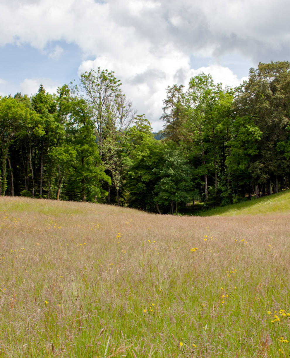 Wiese Löwenburg