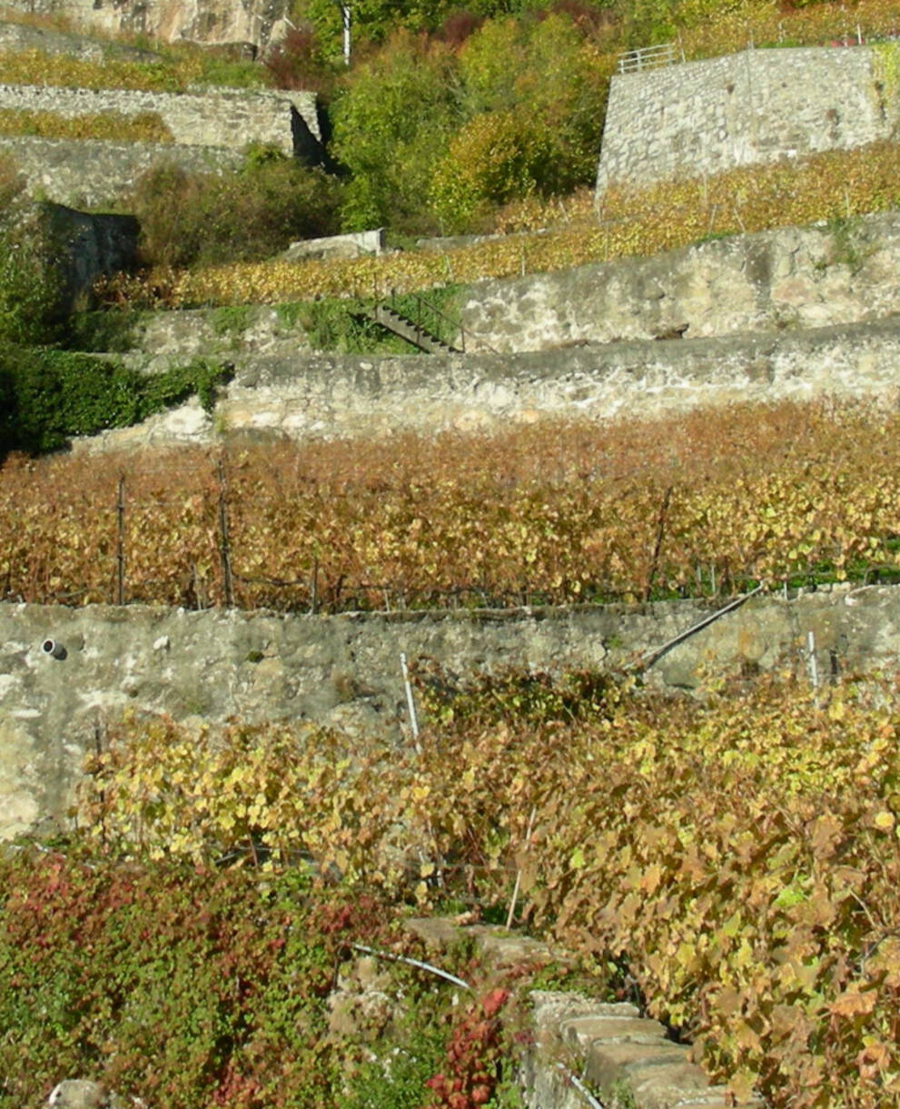 Lavaux_Pro_Natura_Vaud