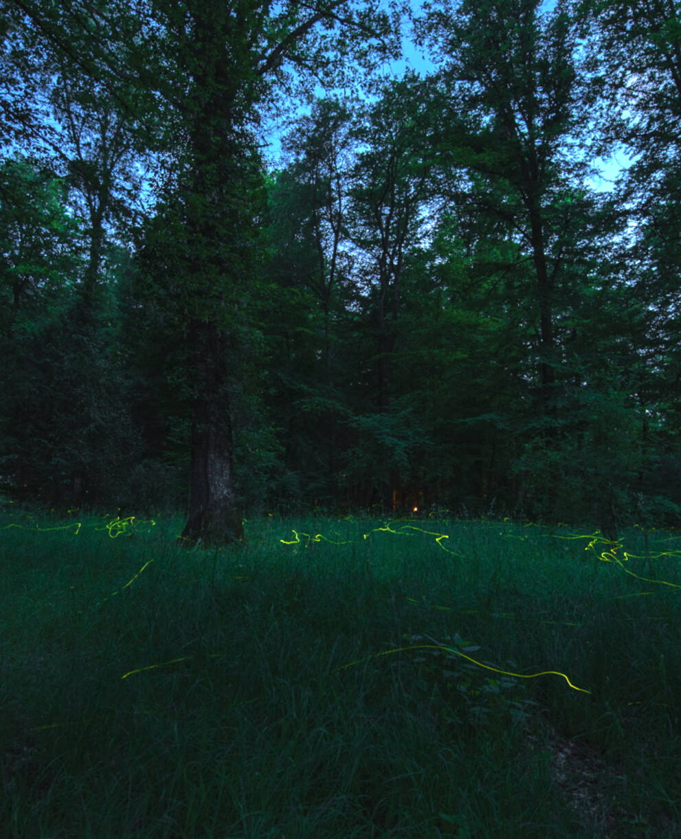 Kleine Glühwürmchen im Waldfreidhof Schaffhausen @ Sylvia Michel