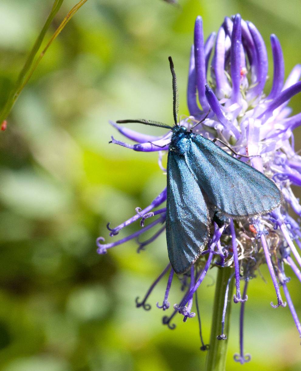 Grasnelkenwidderchen auf Blume