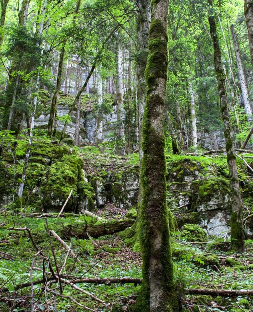 Tagesexkursion, uralte Bäume, Berner Jura