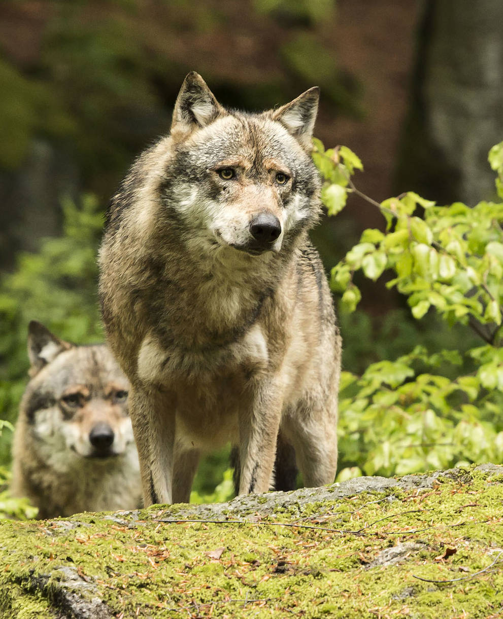 Deux loups rôdent sur une pierre dans la forêt