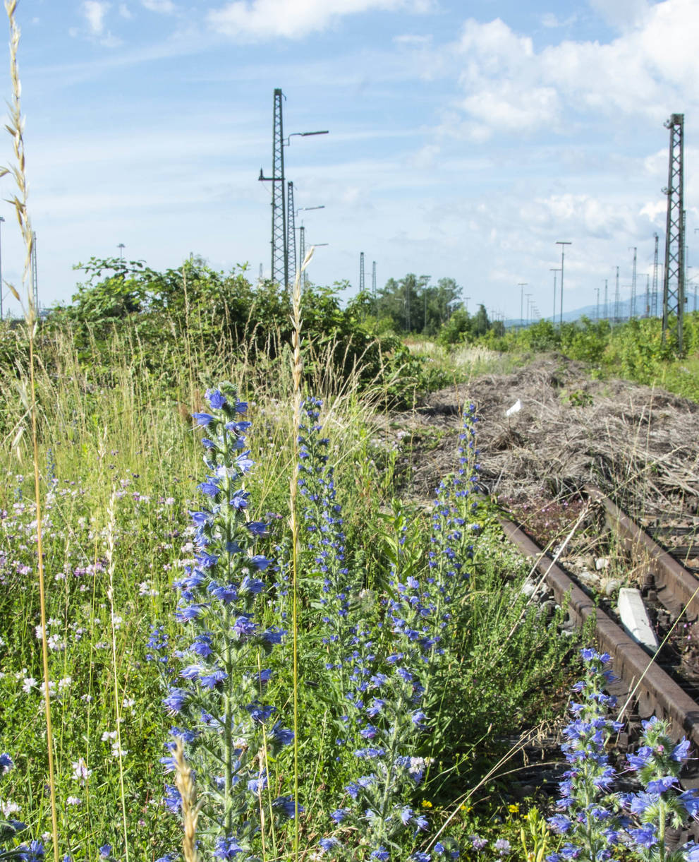 Areal der Deutschen Bahn, Gleisbeet, auf dem sich Wildpflanzen ausbreiten