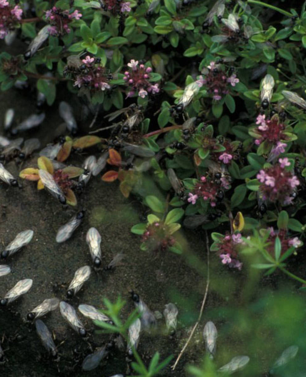 Lasius niger, schwarze Wegameise