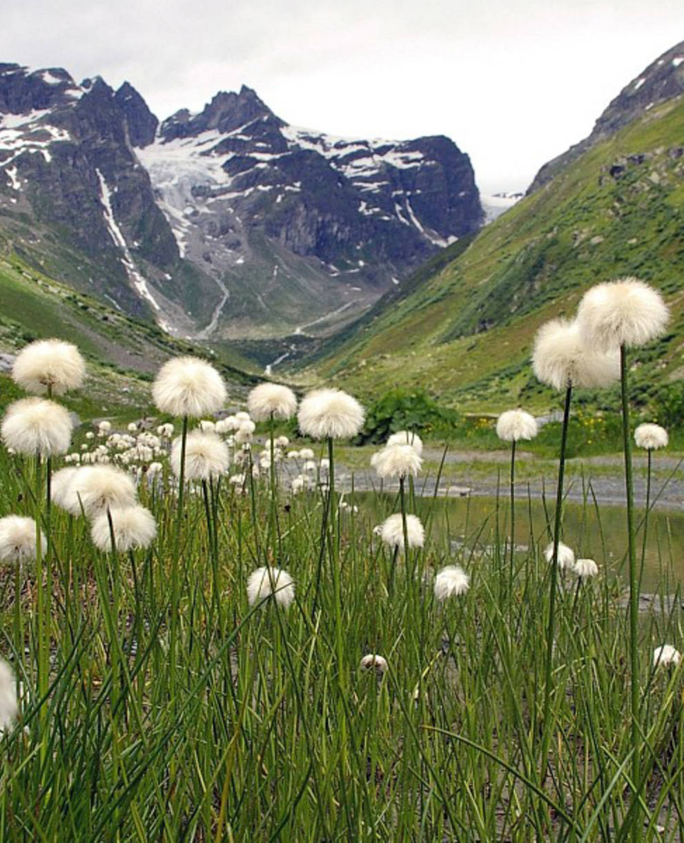 La linaigrette de Scheuchzer