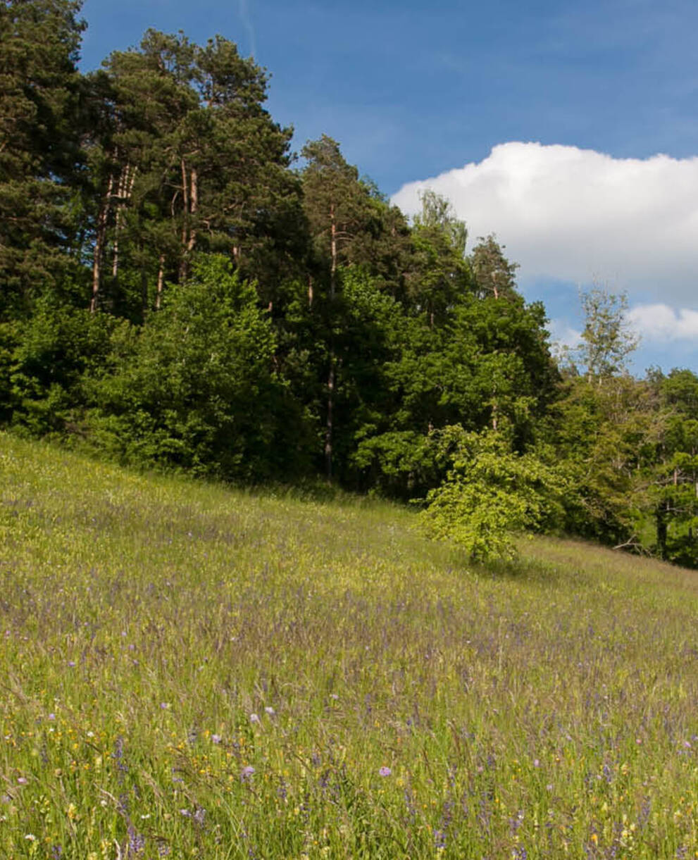 Tagesexkursion Pro Natura aktiv, Immenberg, Blumenpracht auf dem Molassenhügel