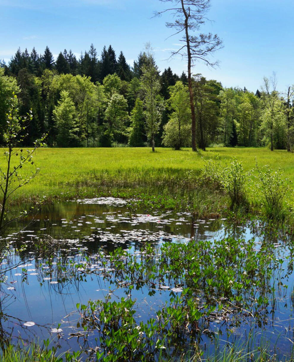Landforst
