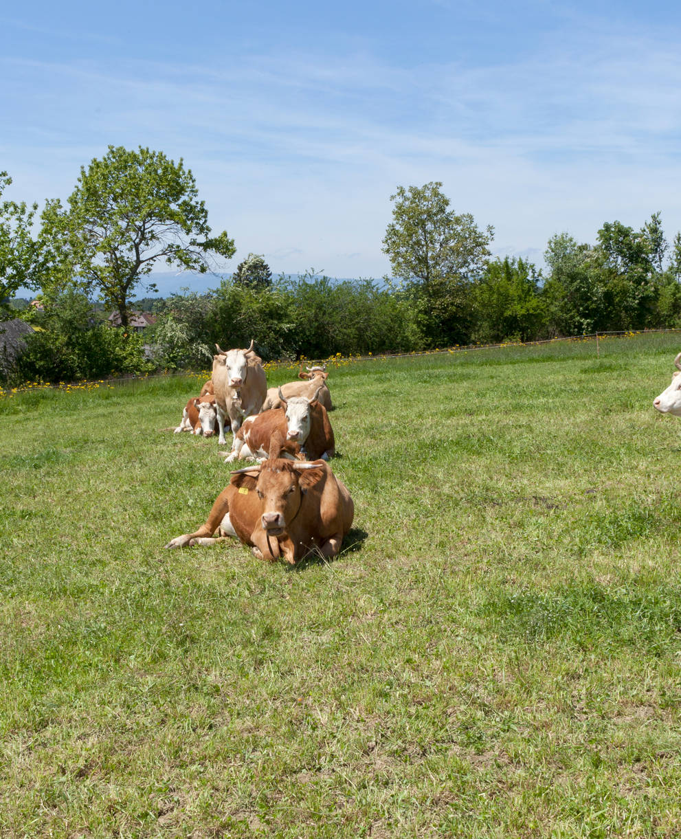 Des vaches dans une ferme biodynamique