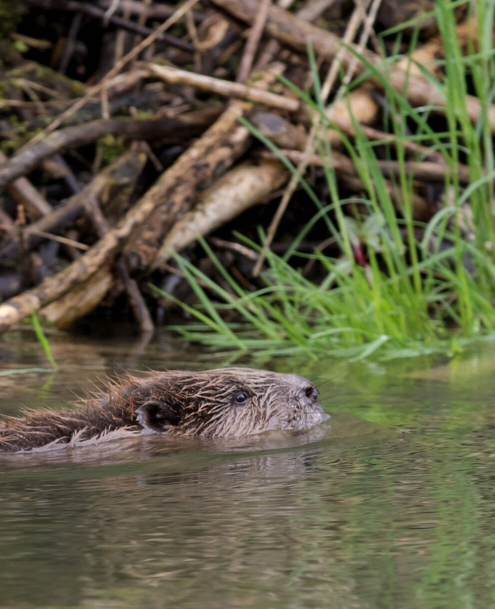 Castor dans l'eau