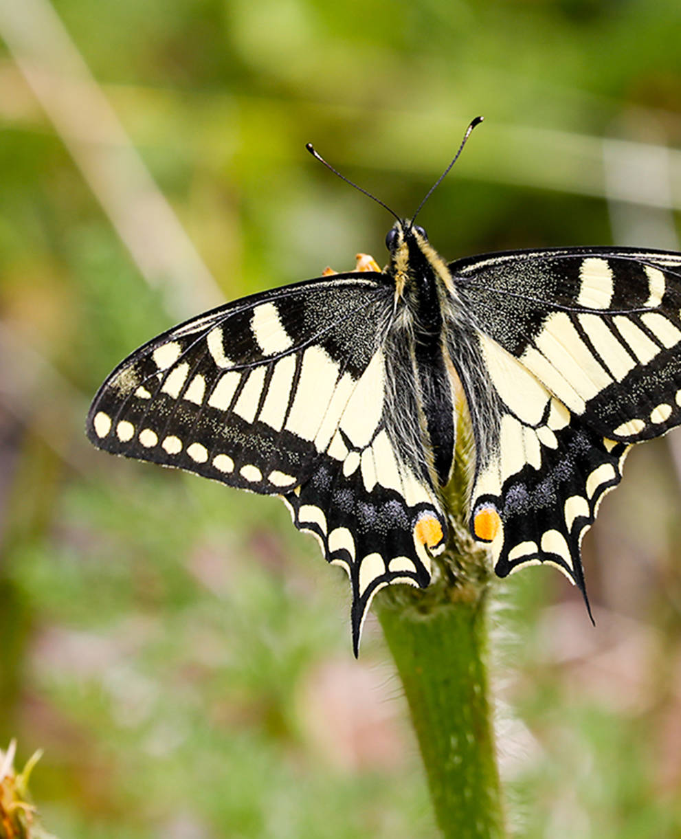 Un papillon dans une prairie fleurie