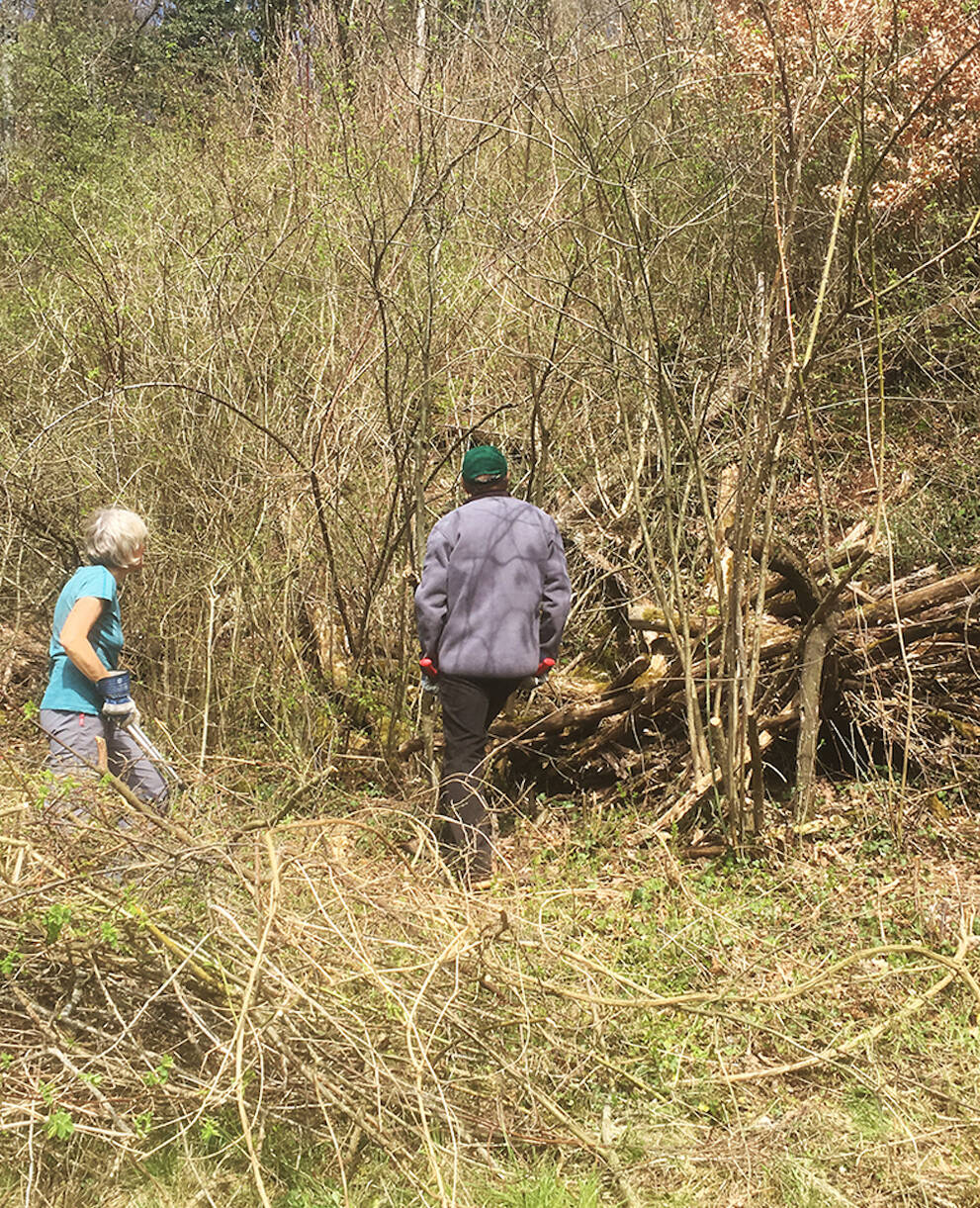 Freiwillige bei der Heckenpflege