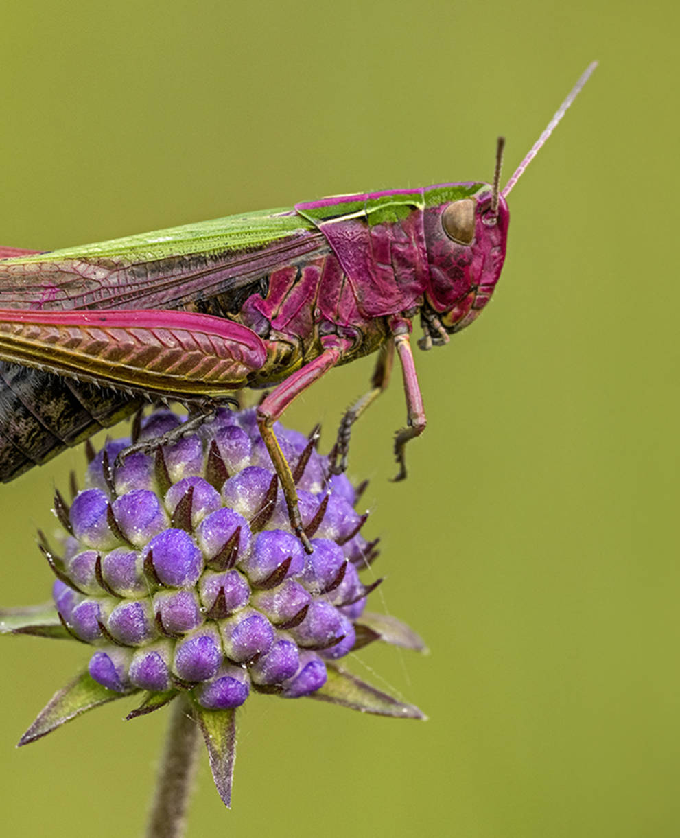 Bunte Grashüpfer (Omocestus viridulus)