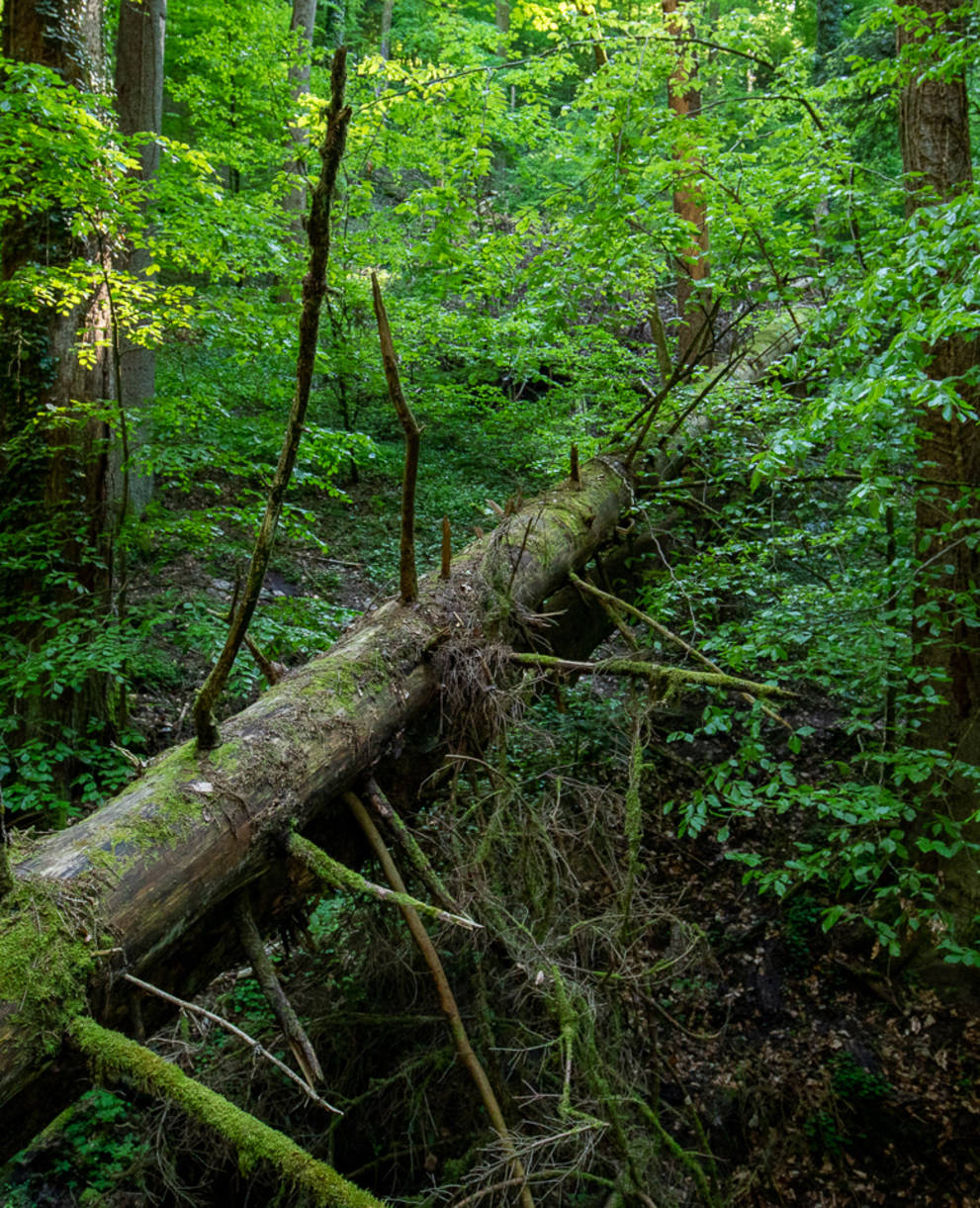 Wilde Natur im Waldreservat Bremgartenwald